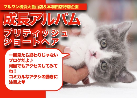 【 ブリティッシュショートヘアのアルバム 】青と白のツートンにゃんこの成長記録