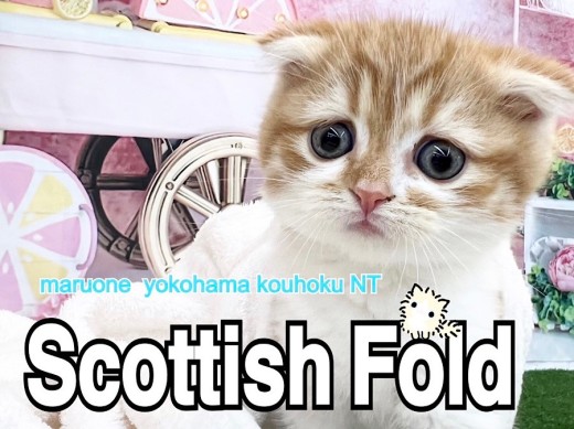 【 スコティッシュフォールド 】タレ耳タレ目がかわいい男の子