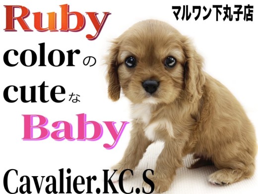 【 キャバリア 】宝石の様に美麗なルビーの毛色を持つ愛しさ溢れる癒し系!