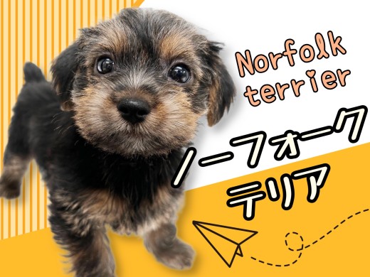 【 ノーフォークテリア 】希少犬種×レアカラー!究極のマルワンプレミアムドッグ!