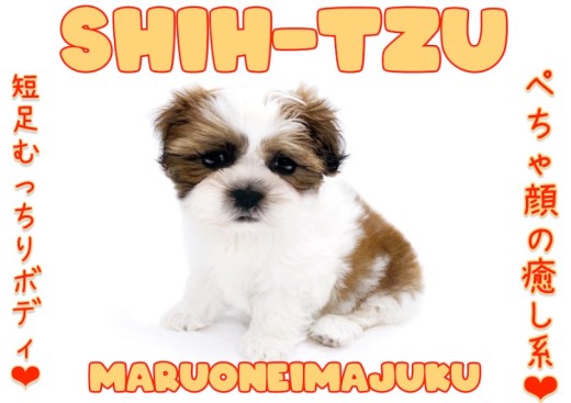 【 シーズー 】ホワイト&ゴールドの被毛が美しいペチャ顔代表の天真爛漫ガール登場!