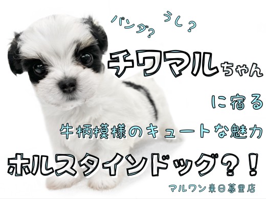 【 MIX チワマル 】ホルスタインドック登場！キュートな魅力を徹底解明