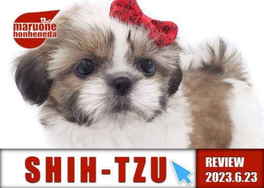 【 シーズー  女の子 】ホワイトゴールドのキューティーハニーがやってきた!