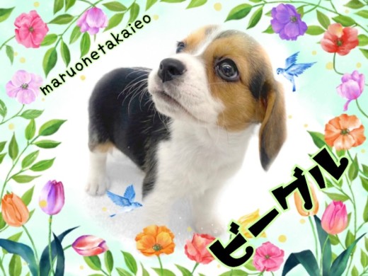 【 ビーグル 】人懐っこさ抜群!あまえんぼもっちりガール!