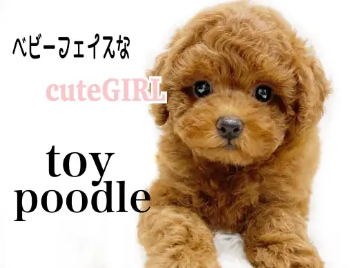 【 トイプードル 】 遊び好きで甘えん坊な癒され女の子！濃いめレッドが魅力的