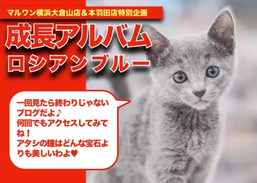 【 ロシアンブルー成長アルバム 】美しき被毛と体と瞳の成長記録！