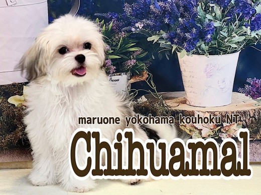 【 MIX 】シーズー風味のチワマルちゃんはへそ天が得意