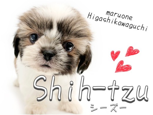 【 シーズー 】癒し度120%!老若男女から愛され続けるシーズーちゃん!