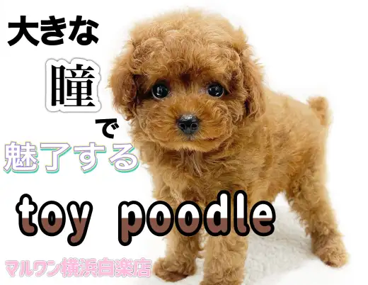 【 トイ・プードル 】アイドル級の大きな瞳がポイント！小さめサイズの女の子