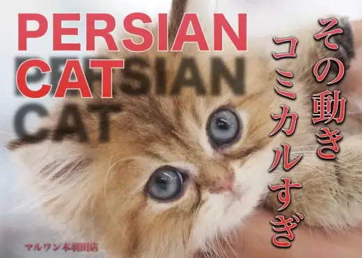 【 ペルシャ 】ぴょんぴょん跳ね回る元気いっぱいのチンチラゴールデン！