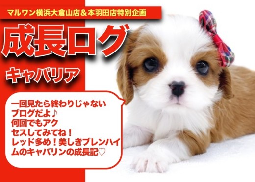 【 キャバリアちゃんの成長アルバム 】レッド多め!美しきブレンハイムのキャバリンの成長記!!