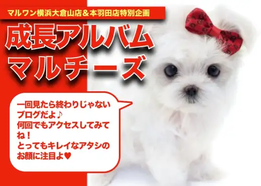【マルチーズのアルバム】タイニーサイズの両親から誕生したマルチーズちゃん