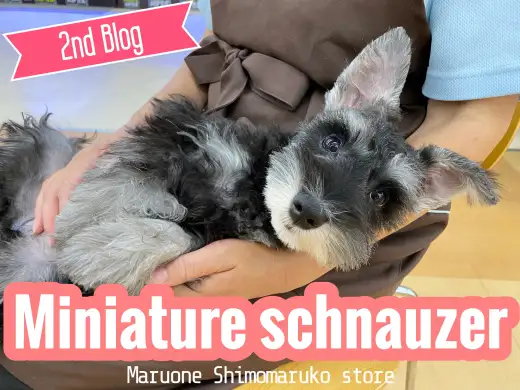 【 ミニチュアシュナウザー 】人懐っこさ200％！甘えん坊ガールの2ndブログ