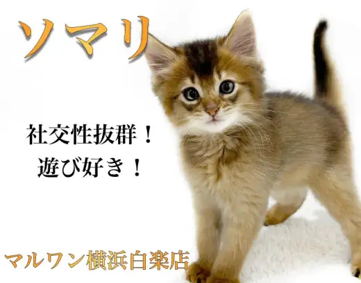 【 ソマリ 】社交性抜群なフレンドリーにゃんこは遊ぶことが大好き！