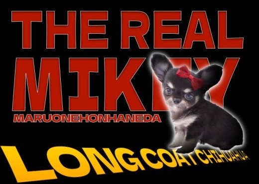 【 チワワ 】小さめボディが愛らしい最高のブラック系チワワ！