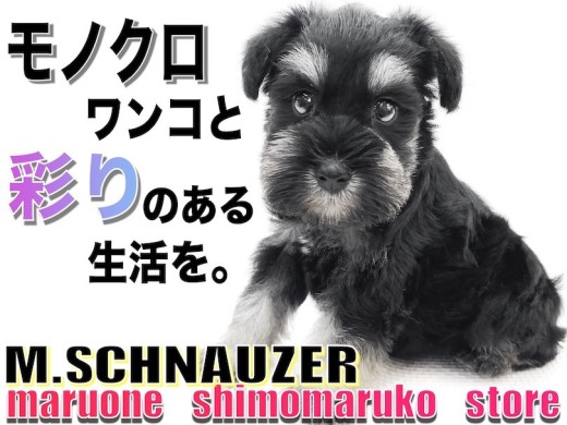 【 ミニチュアシュナウザー 】幼顔の甘えん坊!モノクロわんこと彩りのある生活を!