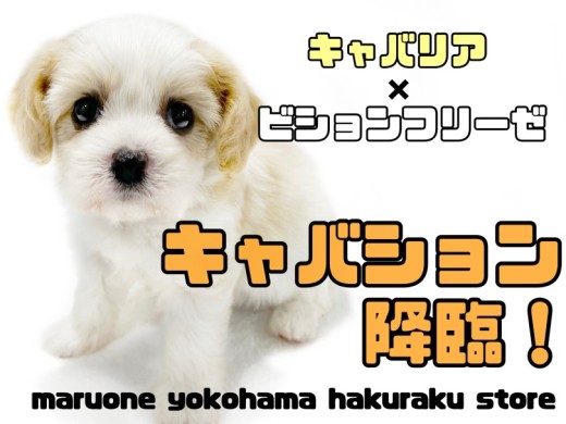 【 MIX 】大人気キャバション！プレミアム級のルックスと順応性抜群な性格！