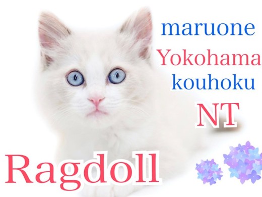 【 ラグドール 】キリッと美形!甘えん坊のぬいぐるみ猫さん
