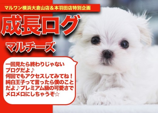 【 マルチーズちゃんの成長アルバム 】プレミアム級の可愛さのマルチーズちゃんの成長記!