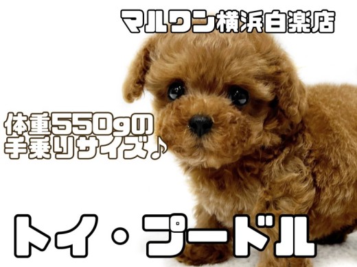 【 トイ・プードル 】体重550g!プレミアム級の可愛さを持つ小柄なテディベア