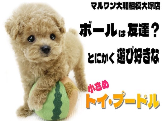 【 トイ・プードル 】手のひらレベルの小さめサイズ!ボールは友達遊ぶの大好き!