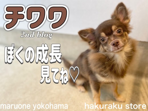 【 チワワ 】小さめチワワくんの成長記録！元気いっぱい遊ぶ姿も必見！