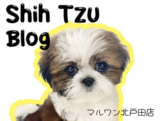 【 シーズー 】ペちゃ顔好きさんが声を上げるほどの可愛さMAXシーズー!