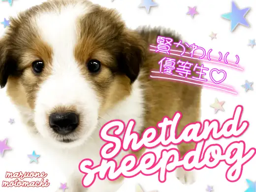 【 シェットランドシープドッグ 】優しい眼差しの賢い可愛い優等生!