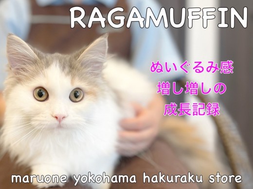 【 ラガマフィン 】天使の羽根を持つ甘えん坊!ぬいぐるみにゃんこの成長記録