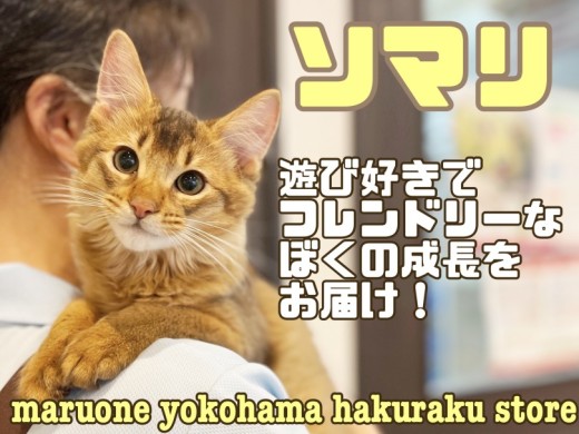 【 ソマリ 】遊び好き！抱っこ好き！人が大好き！フレンドリーにゃんこの成長記録