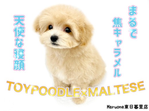 【 MIX 】寝顔が天使な焦がしキャラメル色のマルプーちゃんをご紹介！