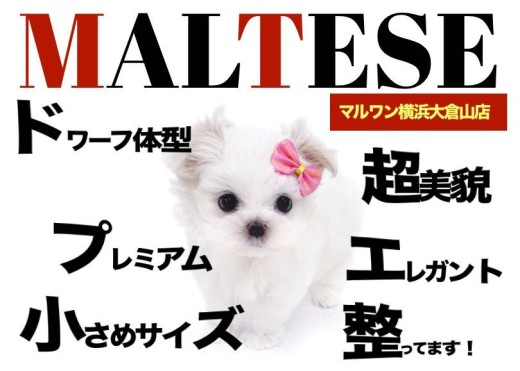 【 マルチーズ 】ドワーフ体型のミスターパーフェクトがやってきた!