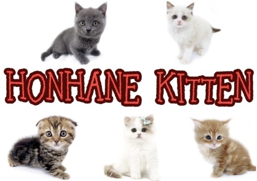 【 8/19ホンハネライフ 】本羽田店には愛嬌たっぷり個性溢れるニャンコが勢揃い！