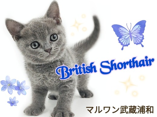 【 ブリティッシュショートヘア 】ずっと触れ合っていたくなる極上にゃんこ登場!