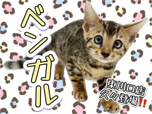 【 ベンガル 】東川口店久々登場!美しすぎるヒョウ柄模様に思わず釘付け