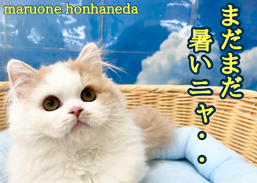 【 本羽ニャンライフ 】まだまだ暑い！ネコちゃんに快適な環境作りを心がけよう