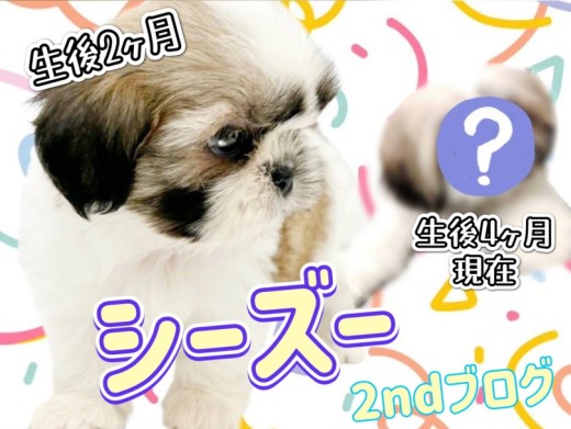 【 シーズー 】生後4ヶ月を迎え癒し度UP!おっとりな性格で皆様の心を癒します