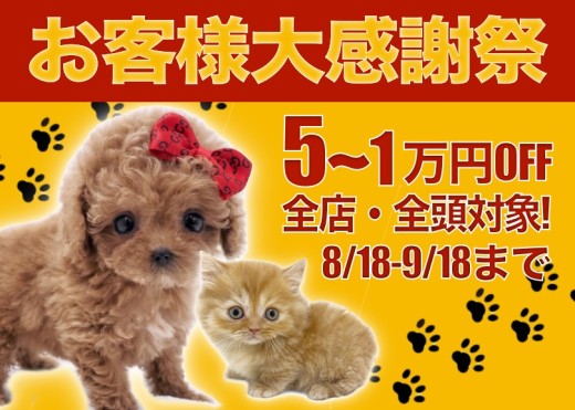 【 お客様大感謝祭開催 】猛烈に可愛いワンちゃんネコちゃんをお迎えするチャンス！