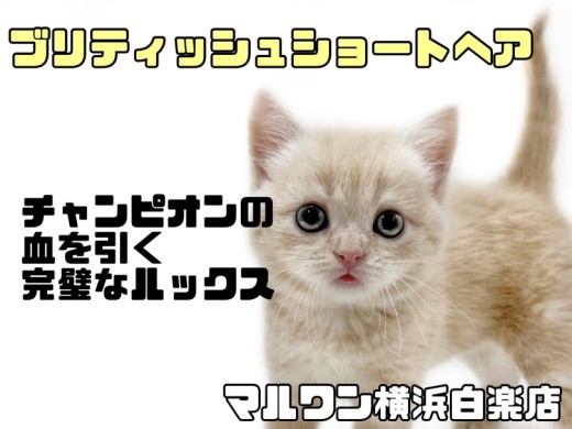 【 ブリティッシュショートヘア  】完璧なルックスと好奇心旺盛な性格にご注目！