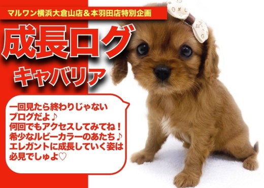 【 キャバリアちゃんの成長アルバム 】美しいルビーコートのキャバリアちゃんの成長期!