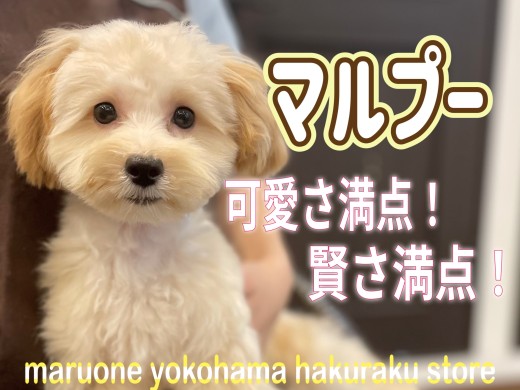 【 MIX 】元気いっぱいマルプーちゃん!可愛さに磨きのかかった姿にご注目!