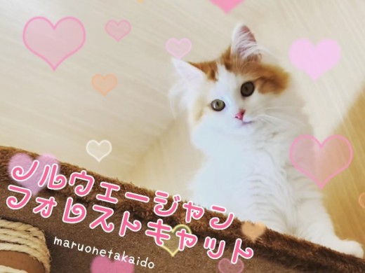 【 ノルウェージャンフォレストキャット 】高井戸イチのおりこうにゃんこに成長中!