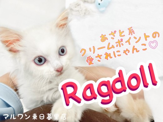 【ラグドール】抱っこ大好きあざと系愛されクリームにゃんこ!