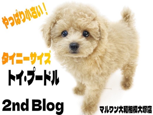 【 トイプードル 】タイニーサイズのテディベアわんこ!育ち盛りの2ndブログ