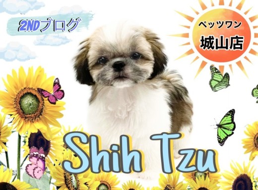 【 シーズー 】2nd紹介 まるで動くぬいぐるみ?シーズーちゃん