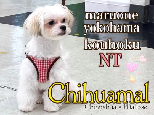 【 ミックス犬 】シーズーそっくりチワマルちゃんがイメチェンしました！