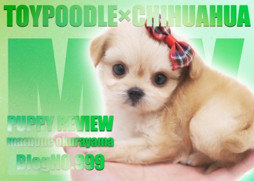 【 チワプー 】トイ・プードルとチワワから誕生した小さなMIXわんこ徹底解説!