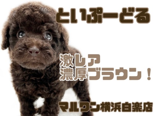 【 トイ・プードル 】激レアカラー！マイペースだけど元気いっぱいブラウントイプー