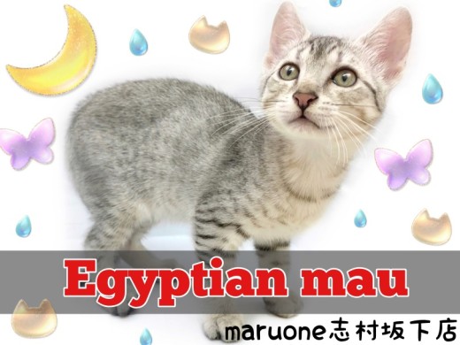 【 エジプシャンマウ 】古代エジプトから愛されていた超希少猫種がやってきた!