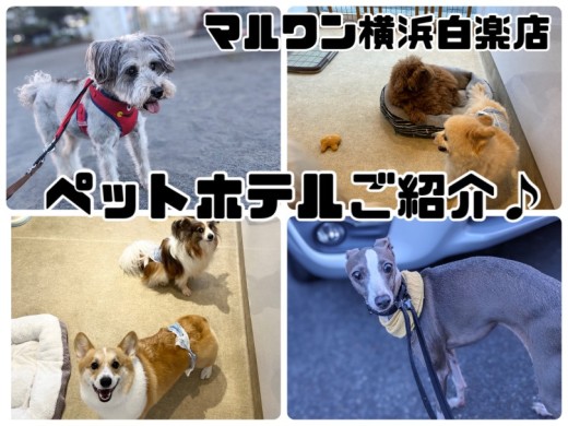 【 ペットホテル 】ホテル中の様子をお届け！シルバーウィークもまだ間に合います！